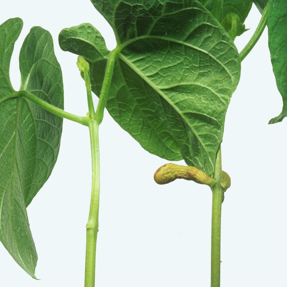 Food for thought French bean plants show signs of intent, say ...