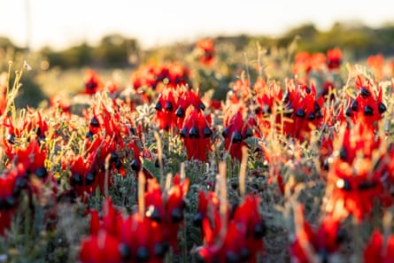 Red and black Sturt’s Desert Pea plants growing in the desert