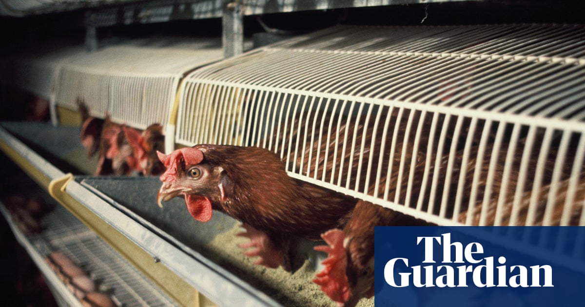 Hen cages and pig farrowing crates to be outlawed in England
