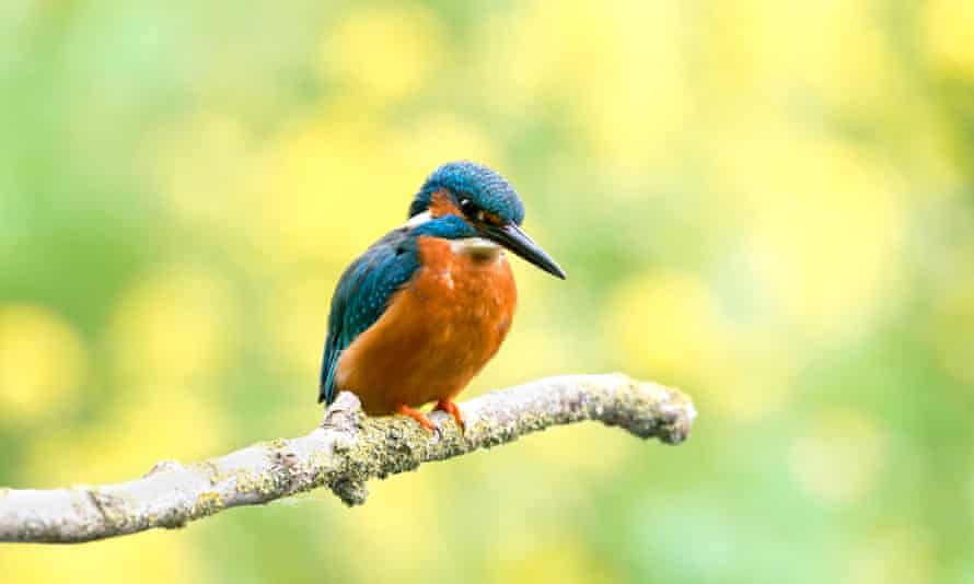 Male Kingfisher perching, Somerset.