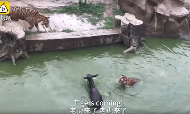 Still from zoo video