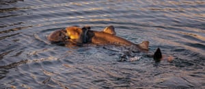 A sea otter off the coast of California is seen trying to eat a shark
