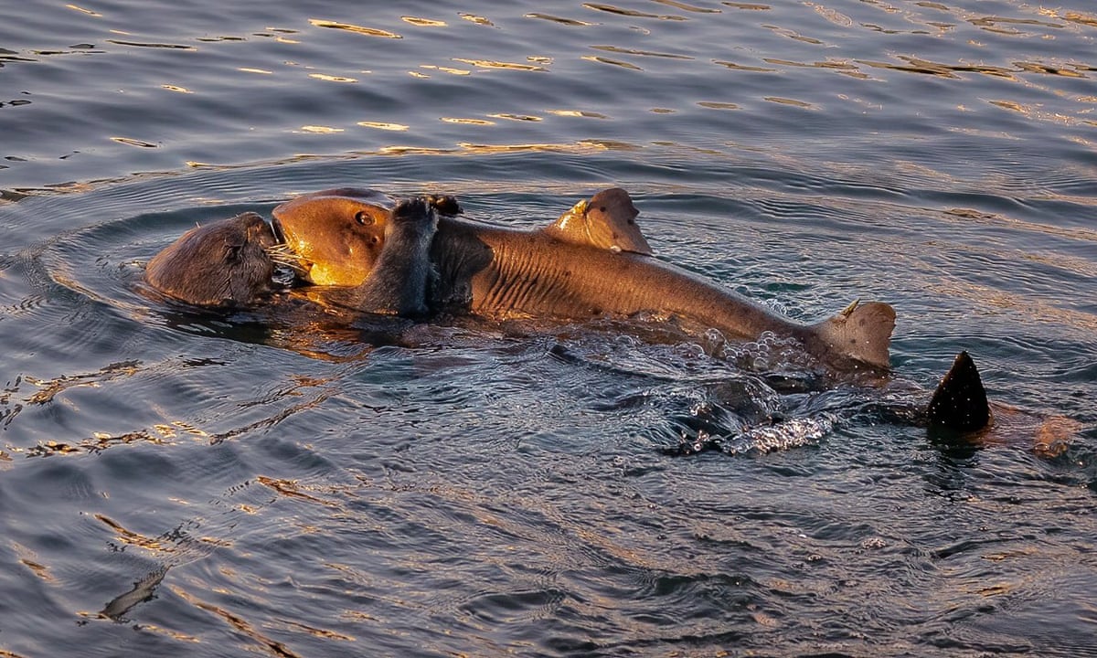 Lontra marinha é flagrada tentando comer um tubarão-chifre