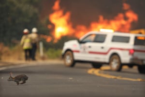 Jamul, US: A rabbit crosses the road with flames from a brush fire in the background in California. A fire in the Japatul Valley burned 1,600 hectares overnight with no containment and 10 structures destroyed, firefighters said