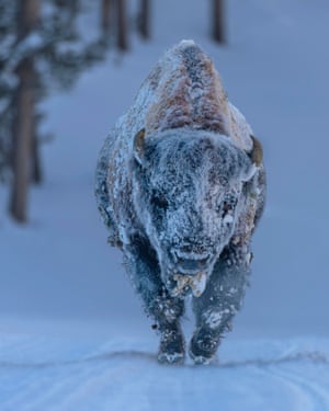 Frosty Bison, Parque Nacional de Yellowstone