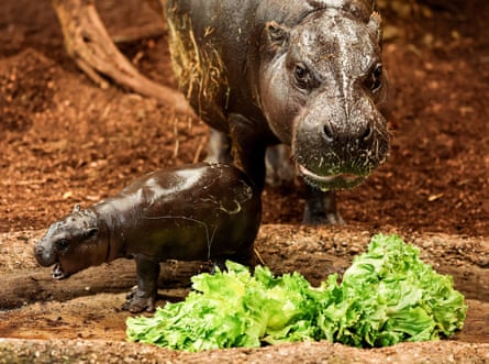 Panya the pygmy hippo at nearly two weeks old, with his mother and a lettuce