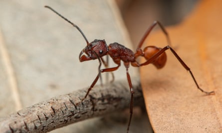 Rhytidiponera aurata pony ant foraging in leaf litter.
