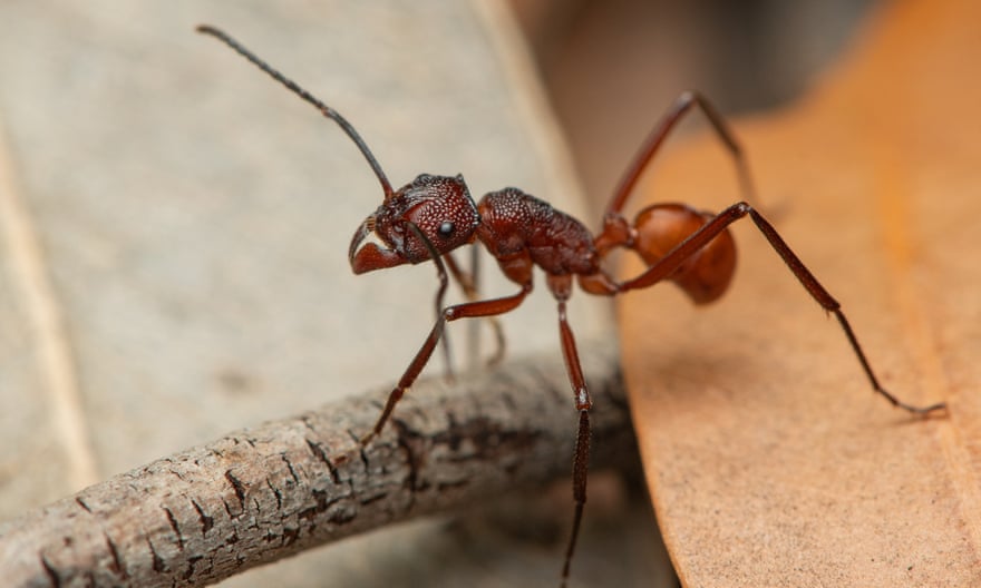 Pony ant Rhytidiponera aurata feeding in leaf litter.