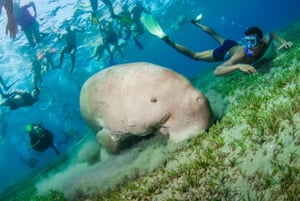 An Egyptian dugong