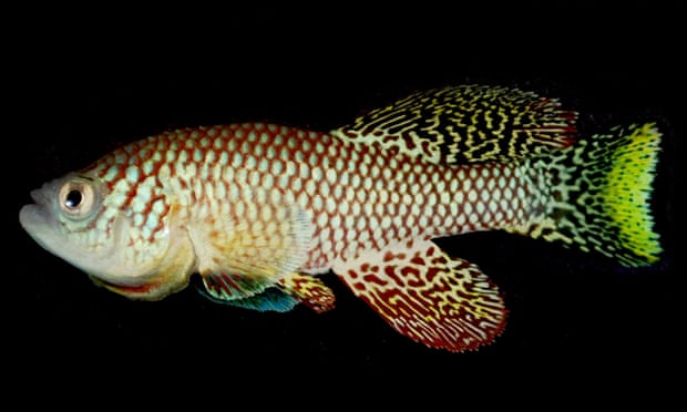 A young African turquoise killifish.