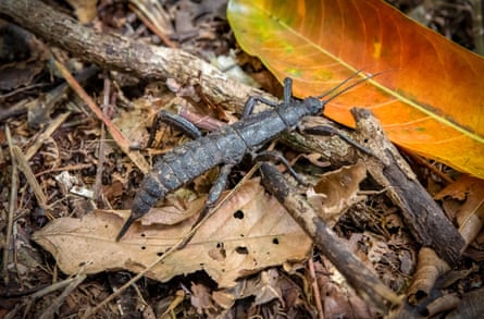 Dryococelus australis, also known as the Lord Howe Island stick insect or tree lobster.