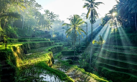 Rice terraces in Bali with palm trees and rays of sunlight