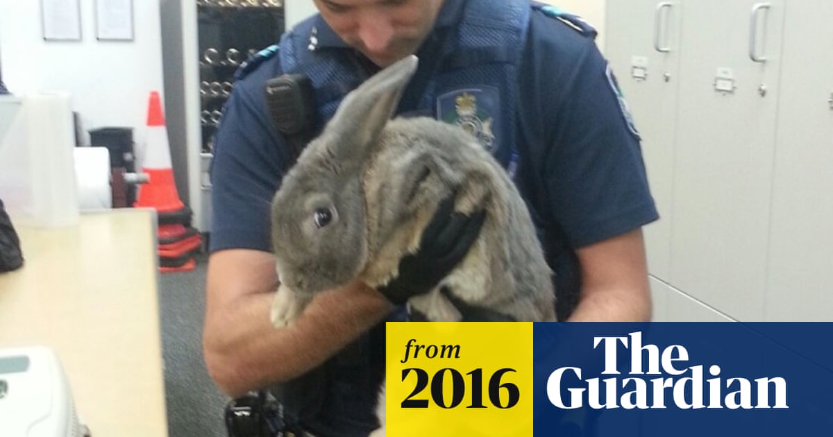 Rabbit owners tried to convince Queensland police illegal pet was a