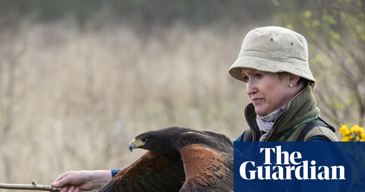 The pet I’ll never forget: Bird the hawk – the predator who once hugged me for 20 minutes