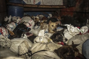 Dogs found tied in sacks in a police operation in Sukohario, Indonesia
