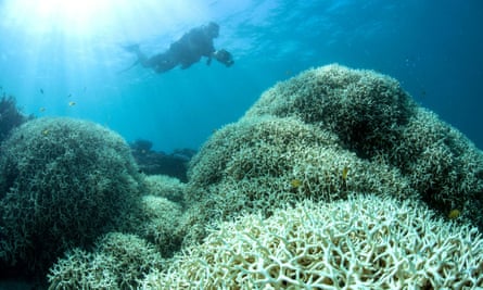 A reef affected by bleaching off Australia’s Lizard Island in the Great Barrier Reef in 2016. Marine science experts say their evidence to an inquiry into the reef’s water quality has been misrepresented. 