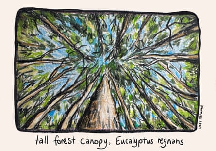 Eucalyptus regnans canopy artwork