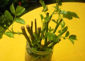 Rose cuttings ready to plant