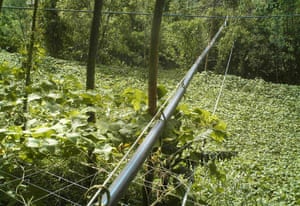 A water-pipe bridge is seen.