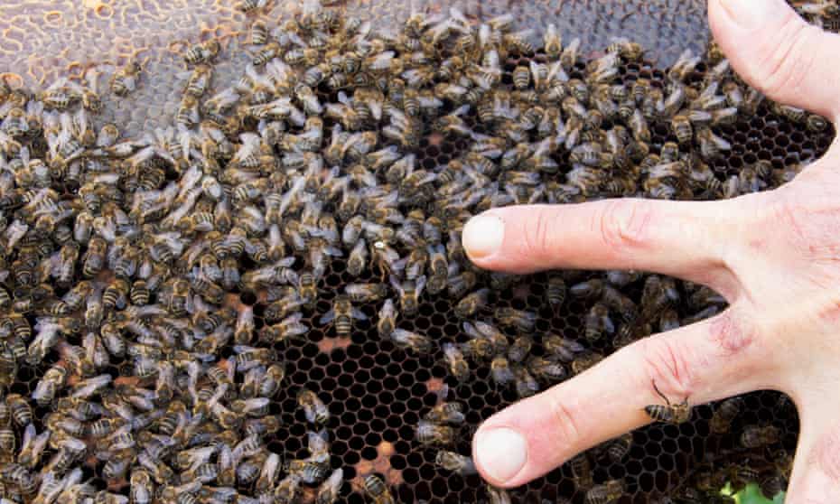 Beekeeper Carlo Amodeo points out the queen in one of his apiaries of Sicilian black bees in Trabia, Sicily