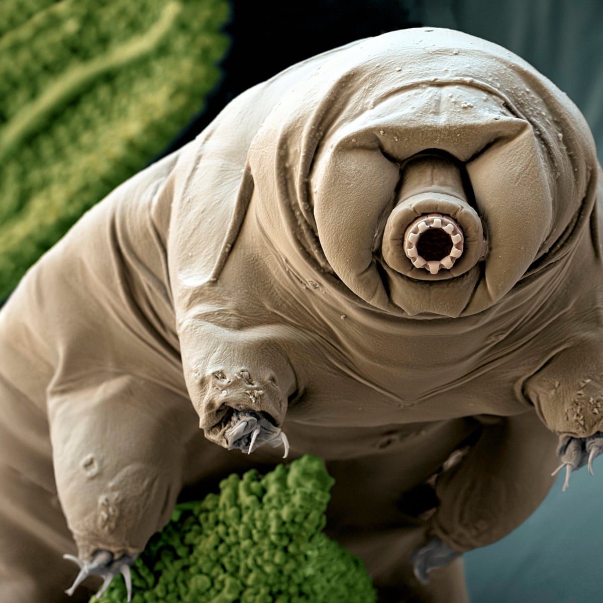 Tardigrades: nature's great survivors | Biology | The Guardian