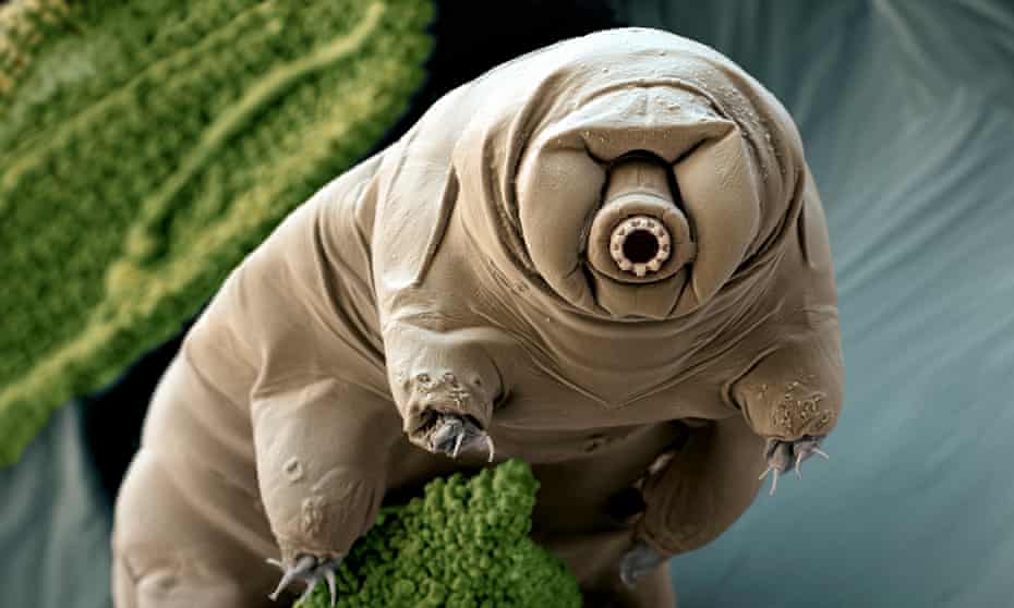 A tardigrade (Paramacrobiotus craterlaki) in moss.