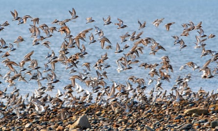 A flock of dunlin at Spurn nature reserve.