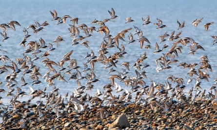 A flock of dunlin at Spurn.