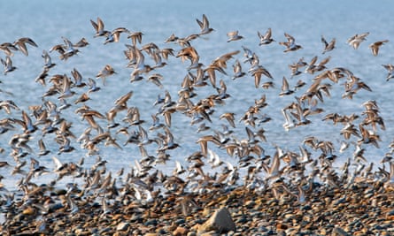 A herd of Dunlins in Spahn.