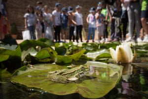 Iberian green frog (Pelophylax perezi)