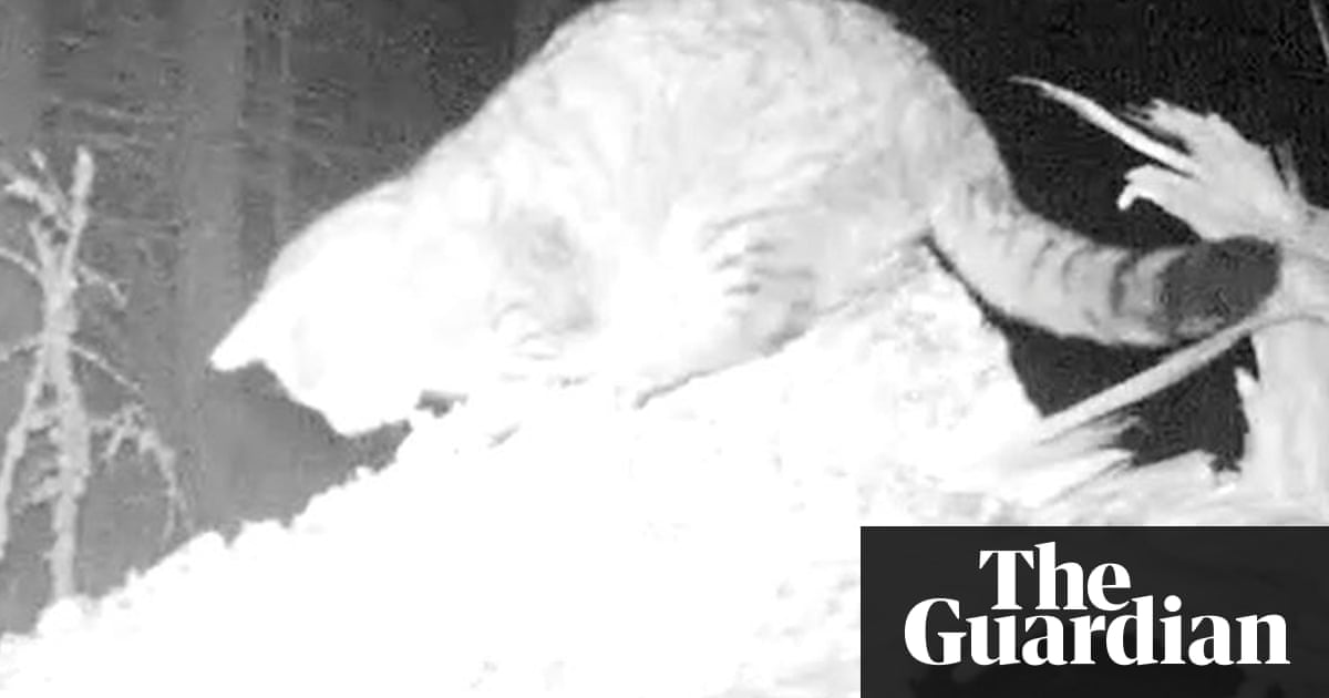 The Beast of Clashindarroch – Scottish wildcat or Mr Whiskers? | Environment | The Guardian