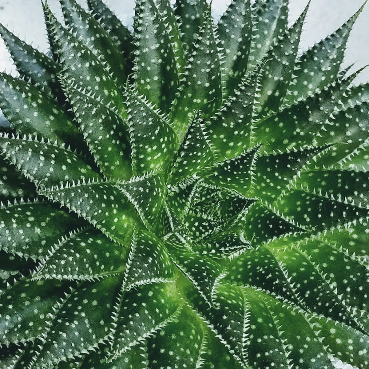 Happy Houseplants How To Help Them Thrive Life And Style The Guardian