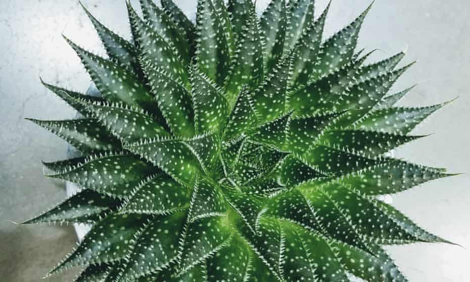 Haworthia’s rosettes are great for a central-heated room.