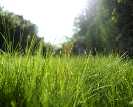 Low perspective of sunlight through long grass with garden in background