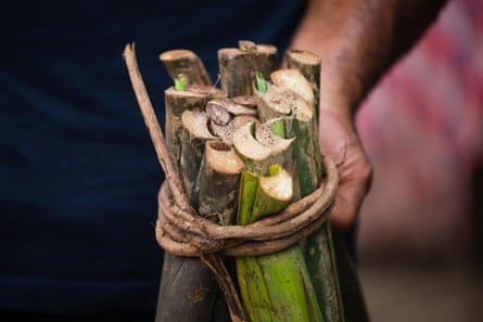 Merremia peltata being used as string to tie up taro roots at Savusavu market.