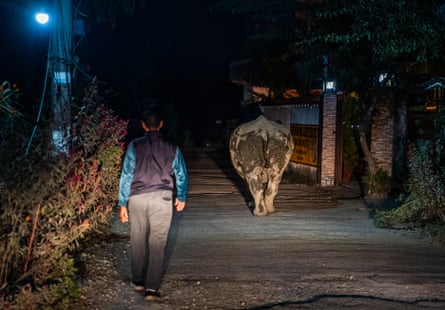 A man follows a rhino down a street at night.