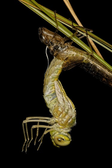 Insect emerges from exoskeleton
