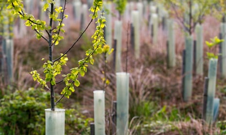 Spring leaf growth on young birch trees, protected in plastic tubes, on the North York Moors.