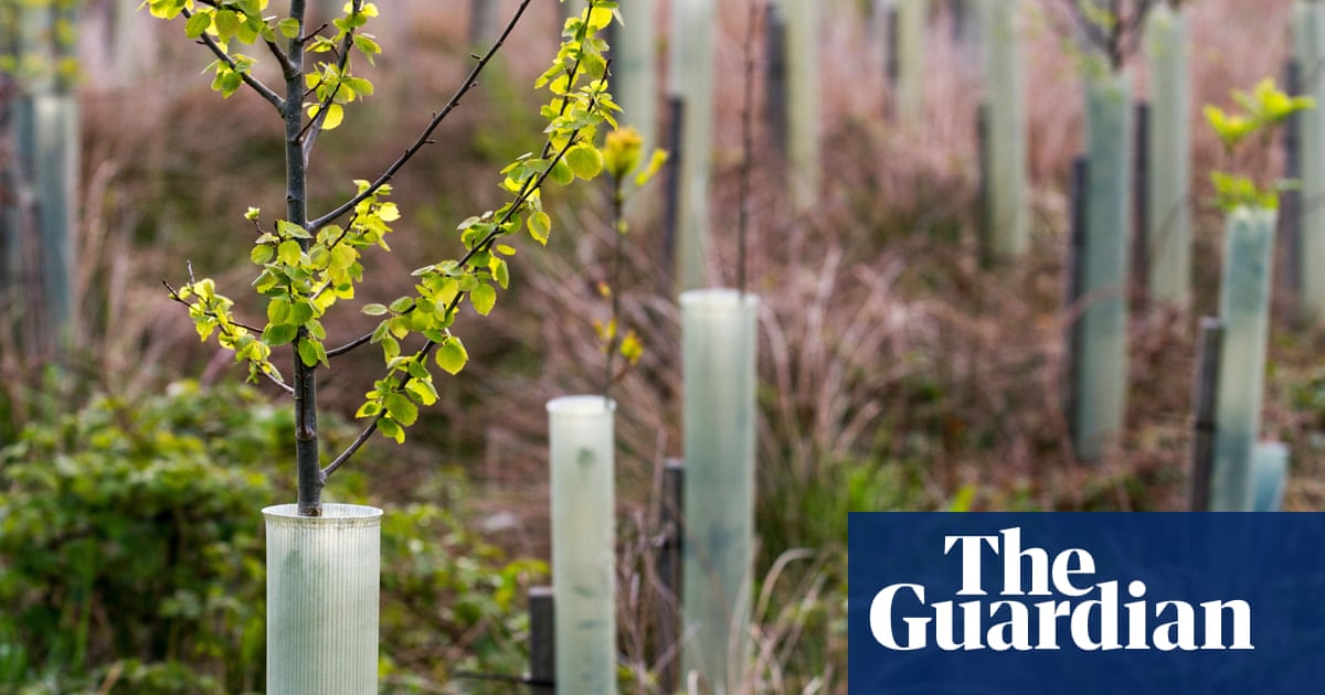 Trees should be planted without plastic guards, says UK study