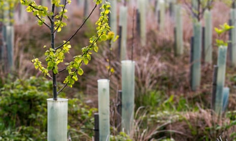 Young birch trees protected by plastic tubes in a forestry plantation in the North York Moors, England
