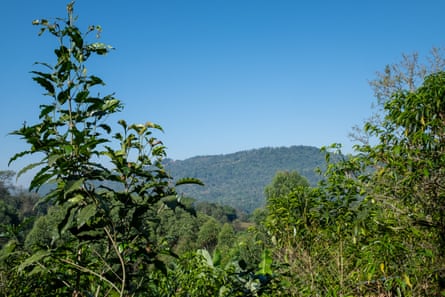 A coffee plant stands out against the forest.