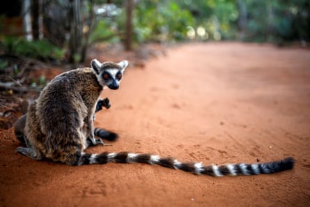 A ring-tailed lemur in a reserve in Toliara Province, Madagascar.