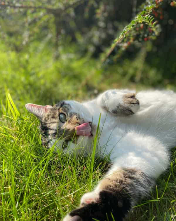 Milo the rescue cat.