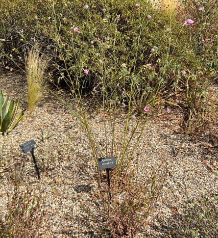 Althaea cannabina