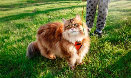 Harness-training your cat allows them to enjoy the sensory stimulation of being outdoors, without being a risk to themselves or wildlife.