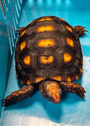 A tortoise, victim to wildlife trafficking, was seized at the Chhatrapati Shivaji Maharaj International Airport in Mumbai, India. Indian customs officers made the latest significant seizure of endangered wildlife from a passenger arriving from Thailand, a government statement said, carrying nearly 100 creatures including lizards, sunbirds and tree-climbing possums