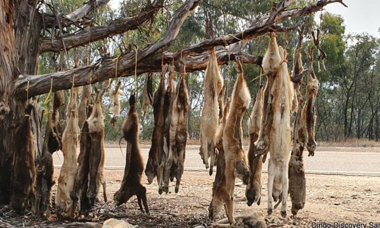 Alpine dingoes at risk of extinction after Victorian government extends right to cull Dead dingoes strung from a tree near Omeo, Victoria. Photograph: Australian Dingo Foundation