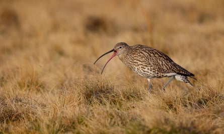 A curlew on high ground in the north of England in spring.