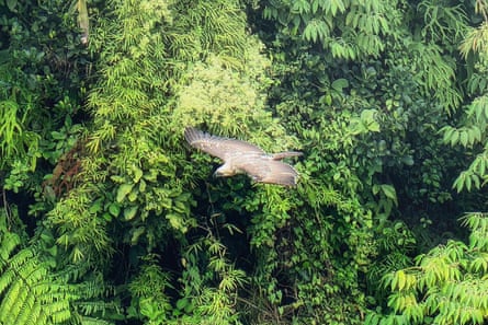 A Philippine eagle flies over jungle near Mount Apo.