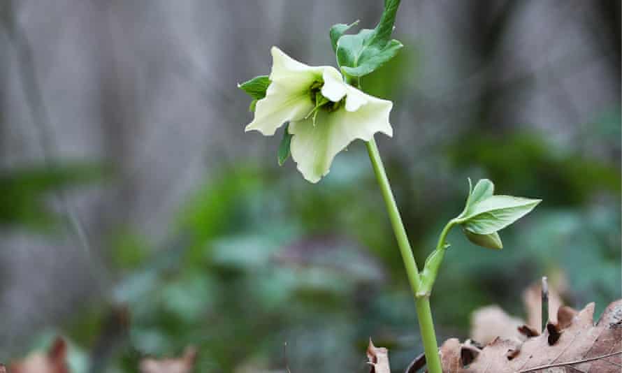 A hellebore in woodland.